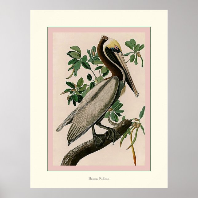 Brown Pelican Poster (Framsidan)