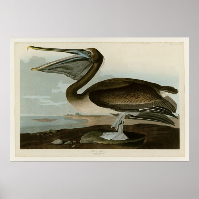 Brown Pelican Poster (Framsidan)