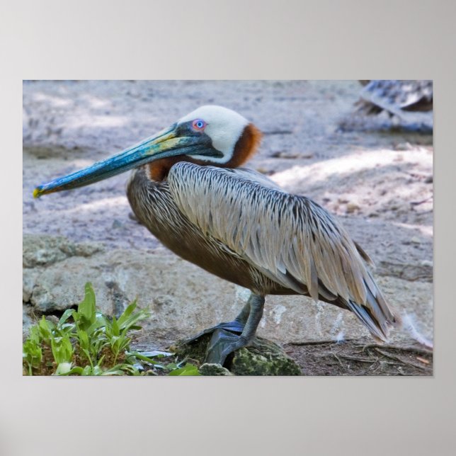 Brown Pelican Poster (Framsidan)