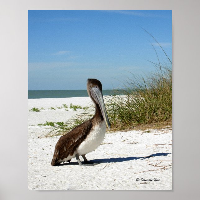 Brown Pelican Poster (Framsidan)