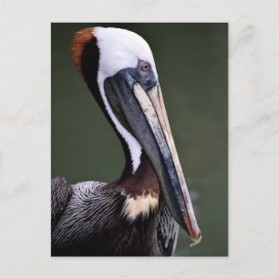 Brown Pelican-profil Vykort
