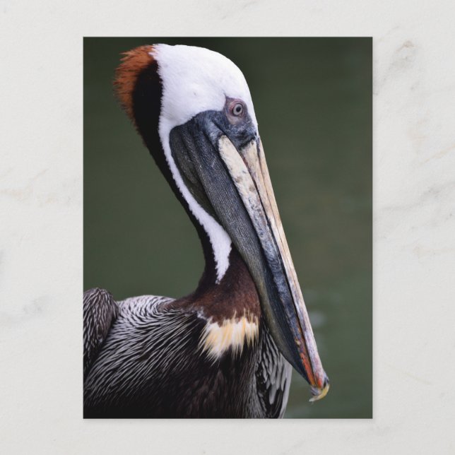 Brown Pelican-profil Vykort (Framsida)