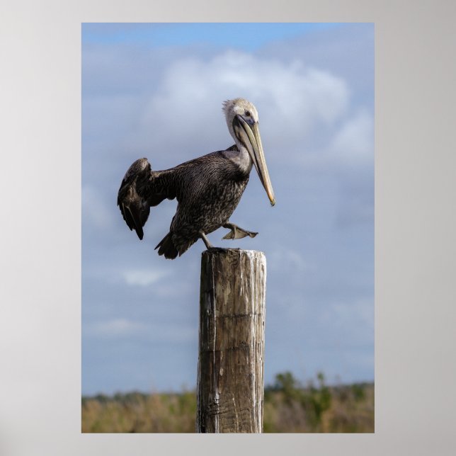 Brown Pelican Puzzle Poster (Framsidan)