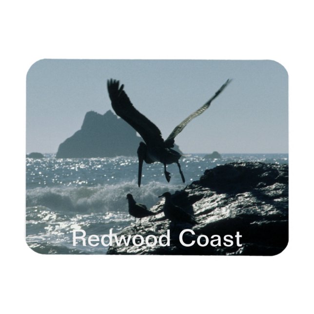 Brown Pelican Redwood Kusten Magnet (Horisontell)