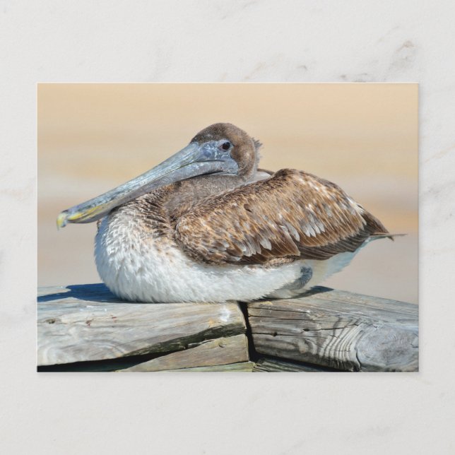 Brown Pelican Resting Vykort (Framsida)