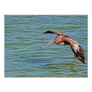 Brown Pelican under flygning över vatten Fototryck