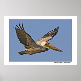 Brown Pelican under flygning Poster