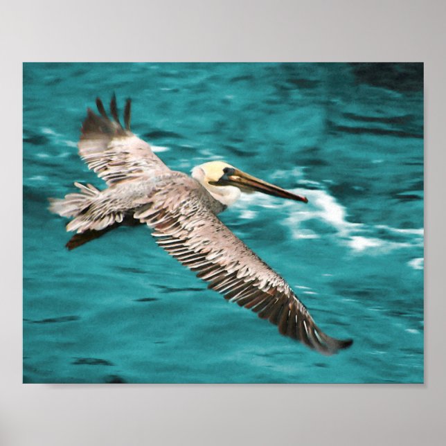 BROWN PELICAN VIND RIDER POSTER (Framsidan)