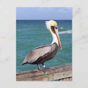 Brown Pelican Vykort
