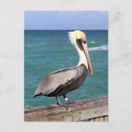 Brown Pelican Vykort