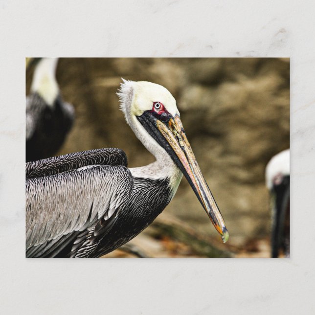 Brown Pelican Vykort (Framsida)