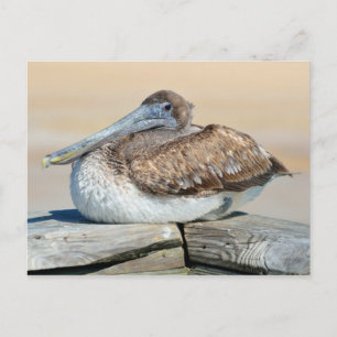 Brown Pelican Vykort