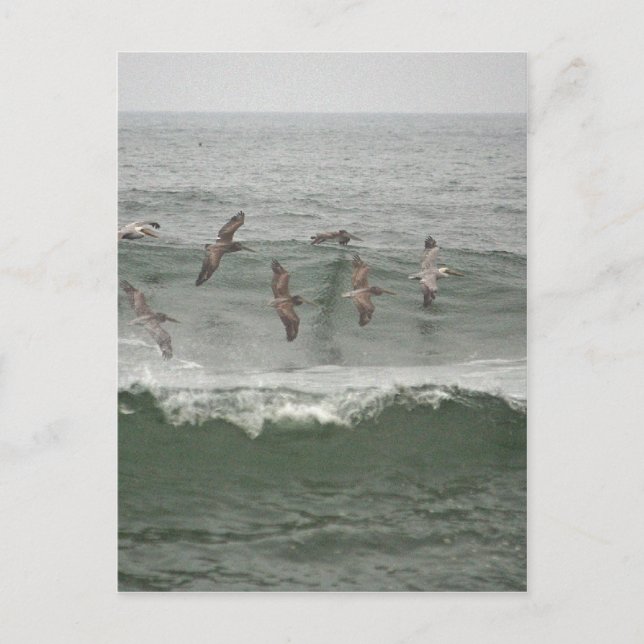 Brown Pelicans och Oregon Surfa Vykort (Framsida)
