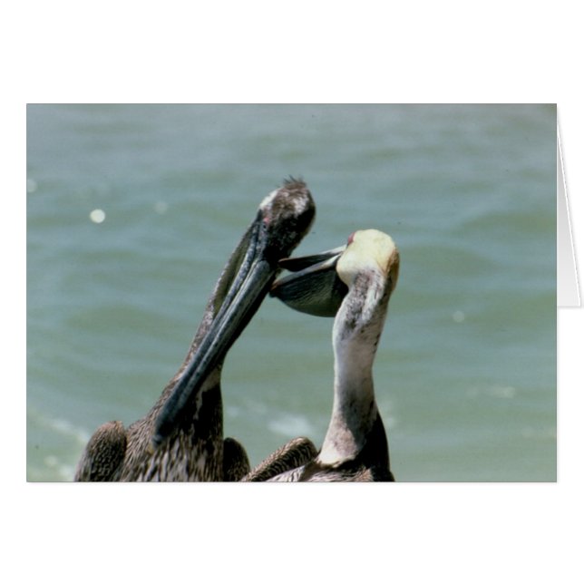 Brown Pelicans Preening OBS Kort (Framsidan Horizontal)