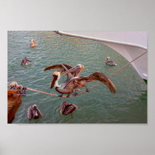 Brown Pelicans Squabble i Florida Poster