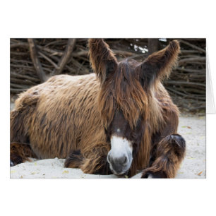 Brown Poitou Donkey Hälsningskort