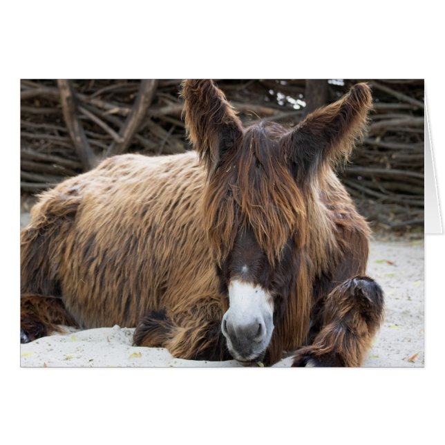 Brown Poitou Donkey Hälsningskort (Framsidan Horizontal)