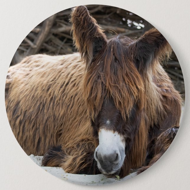 Brown Poitou Donkey Knapp (Framsida)