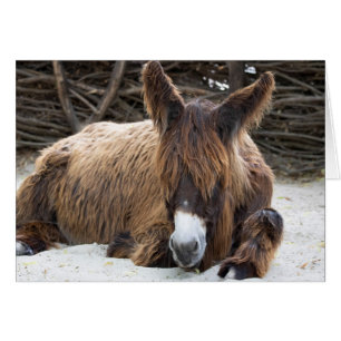 Brown Poitou Donkey OBS Kort