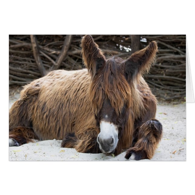 Brown Poitou Donkey OBS Kort (Framsidan Horizontal)