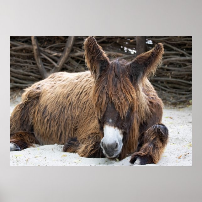 Brown Poitou Donkey Poster (Framsidan)