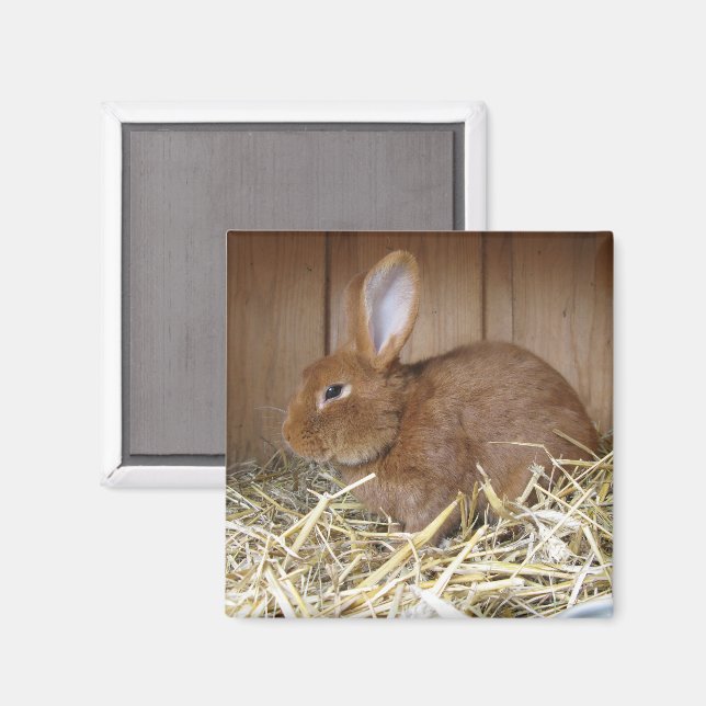 Brown Rabbit i Hay Magnet (Front/Back)