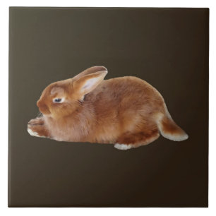 Brown Rabbit Kakelplatta