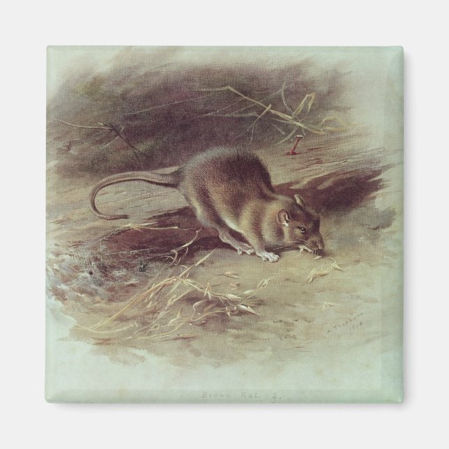 Brown Råtta 1918 Magnet (Framsidan)