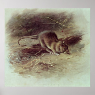 Brown Råtta 1918 Poster