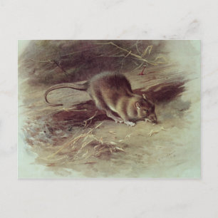 Brown Råtta 1918 Vykort