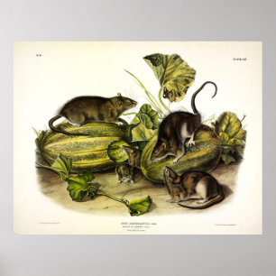 Brown Råtta, Norge Råtta, Rattus norvegicus - Audu Poster