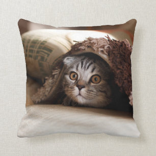 BROWN SCOTTISH FOLD IN BROWN THICK PILE BLANKET KUDDE