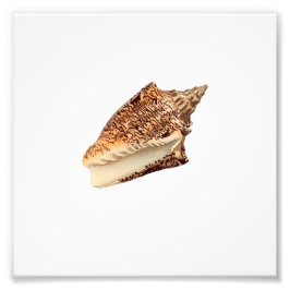 Brown Seashell Beach Nautical Ocean Bathroom Fototryck