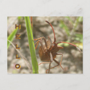 Brown Shield Kryp Close Up HEJ Postcard Helg Vykort