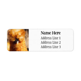 Brown Silkie Pet Chicken Returadress Returadress Etikett