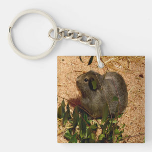 Brown Smooth Hved Guinea Gris