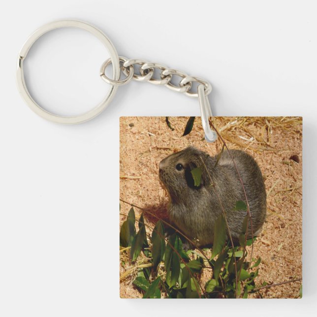 Brown Smooth Hved Guinea Gris (Framsidan)