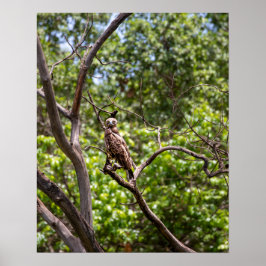 Brown Snake Eagle - Sentinel of the African Himmel Poster