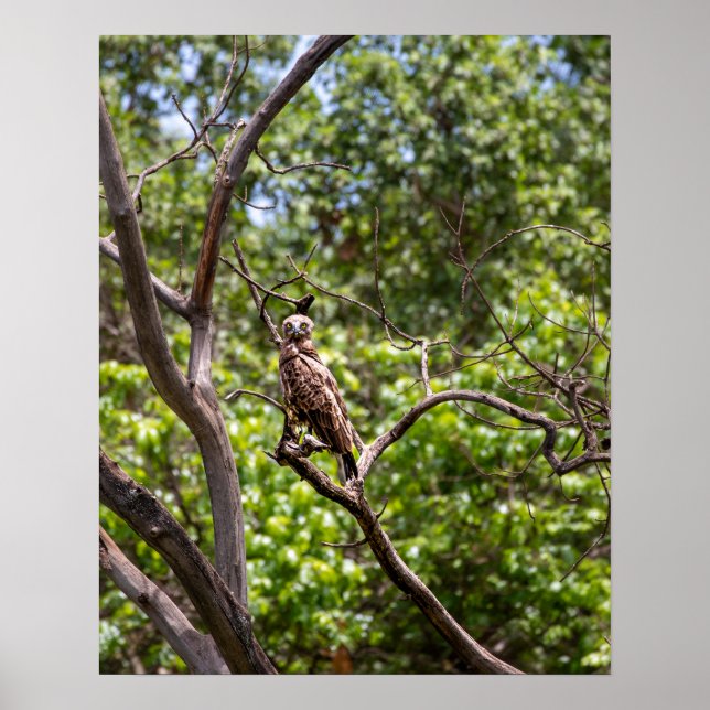Brown Snake Eagle - Sentinel of the African Himmel Poster (Framsidan)
