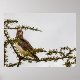 Brown Snake Eagle - Sentinel of the Savannah Poster