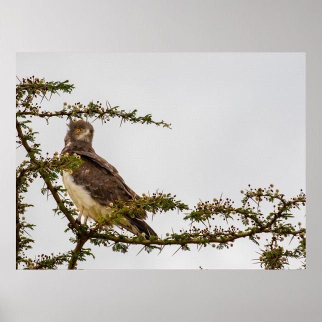 Brown Snake Eagle - Sentinel of the Savannah Poster (Framsidan)