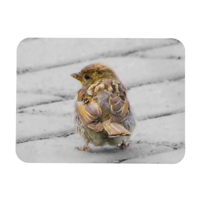 Brown Sparrow Magnet (Horisontell)