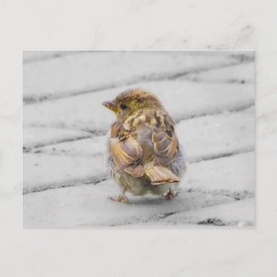 Brown Sparrow Vykort