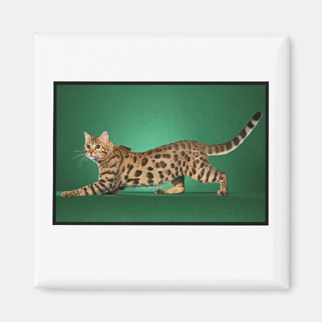 Brown Spoted Bengal Magnet (Framsidan)