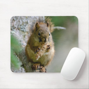 Brown Squirrel Bland Grenar - Canadian Wildlife Musmatta