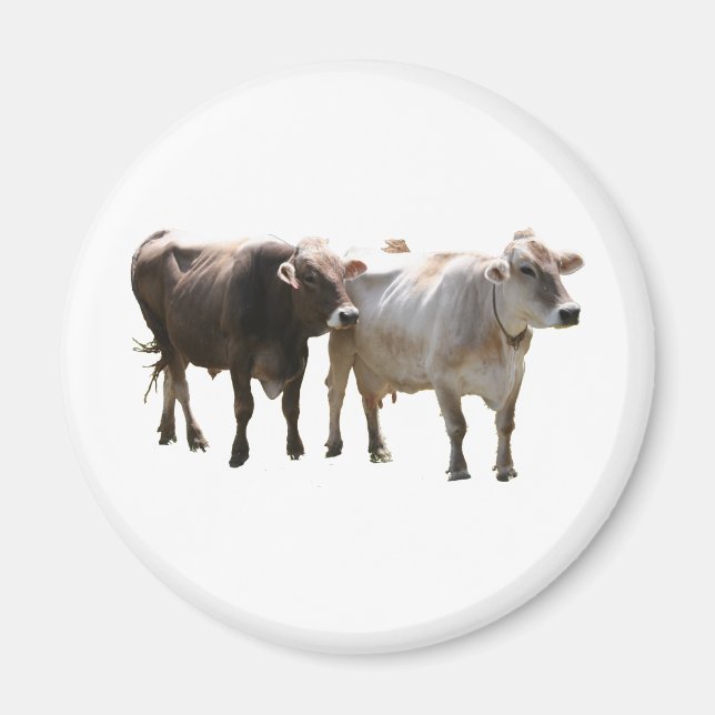 Brown Swiss Cows Magnet (Framsidan)