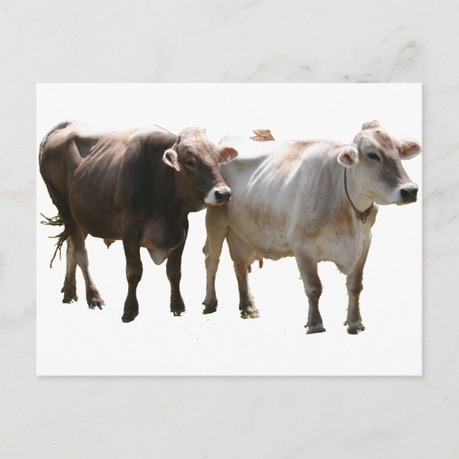 Brown Swiss Cows Vykort (Framsida)