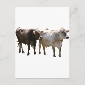 Brown Swiss Cows Vykort