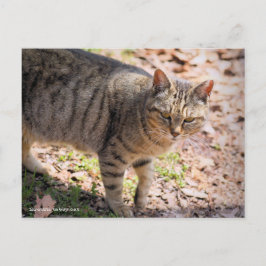 Brown tabby cat:Postcard Vykort