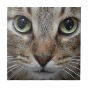 Brown Tabby katt Kakelplatta